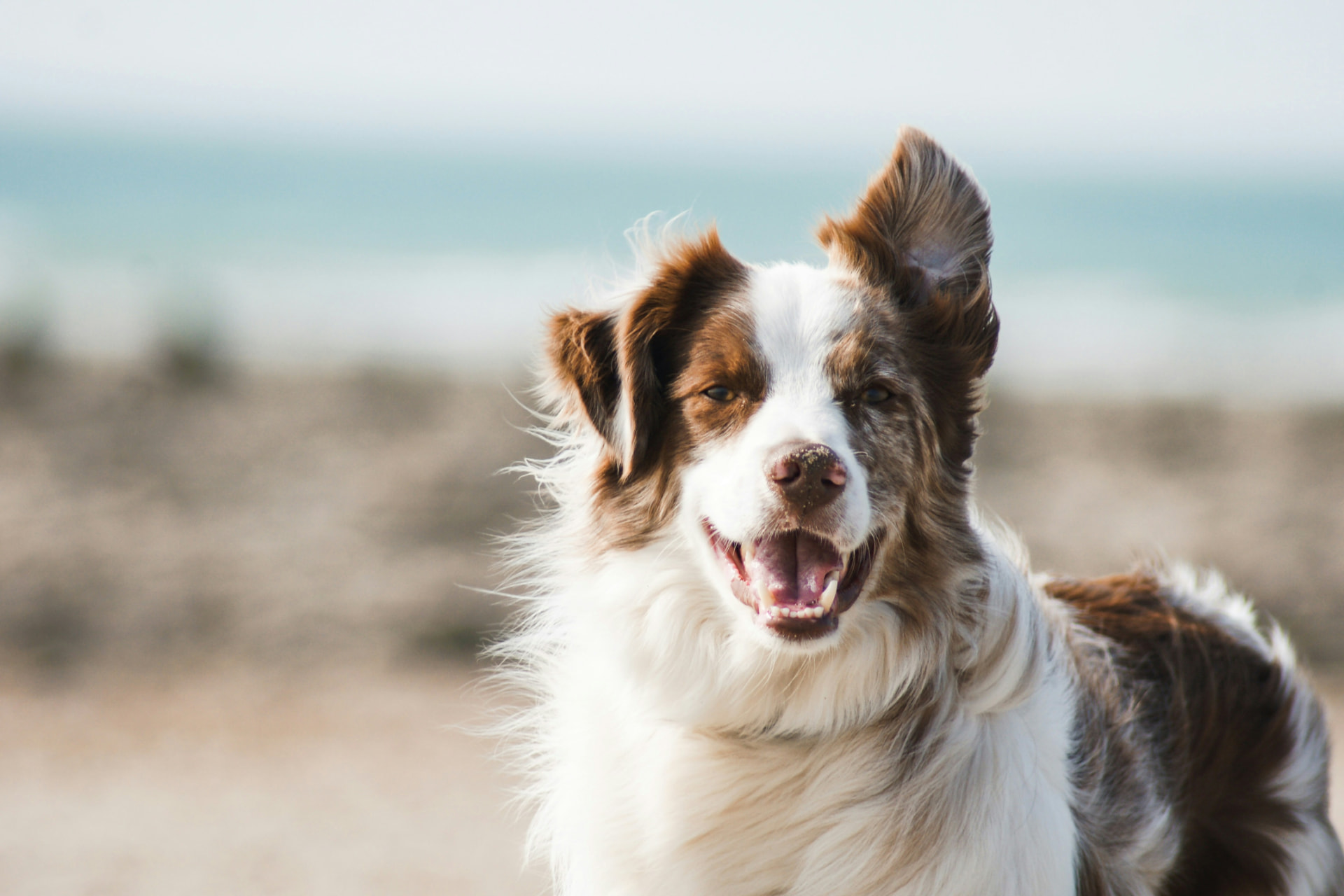 Happy brown and white dog smiling on a sunny beach by the ocean
