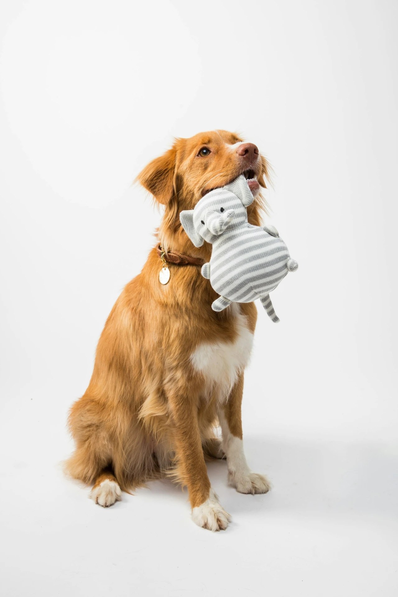 A golden retriever holding a stuffed toy in a clean studio setting